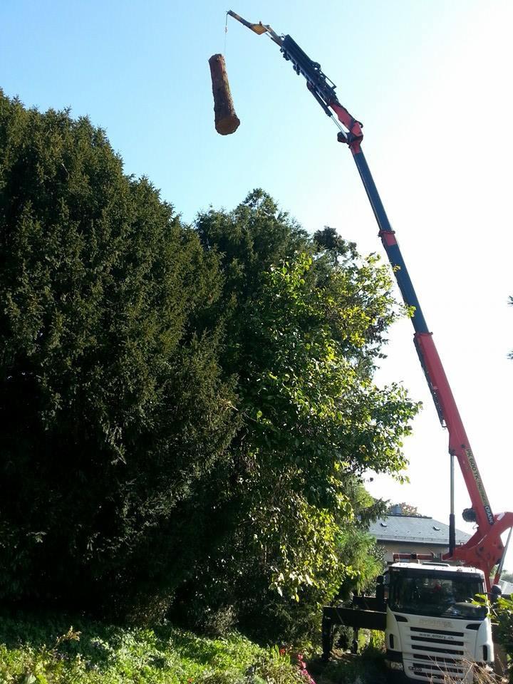 Démontage d'arbre en accès difficile dans le Jura — SAS POLYVIER